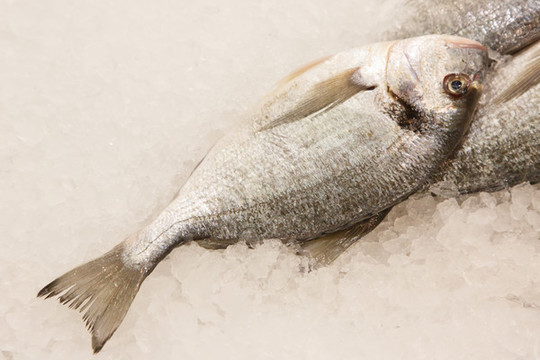 立魚