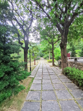 林中大路