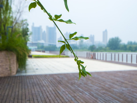 樹(shù)枝