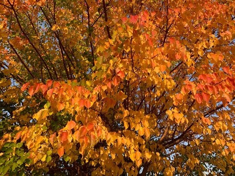 紅葉