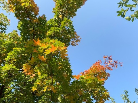 楓樹(shù)