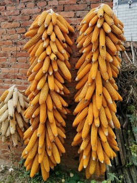 鄉(xiāng)村玉米