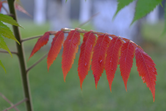 火炬樹
