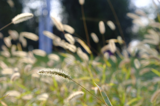 野草