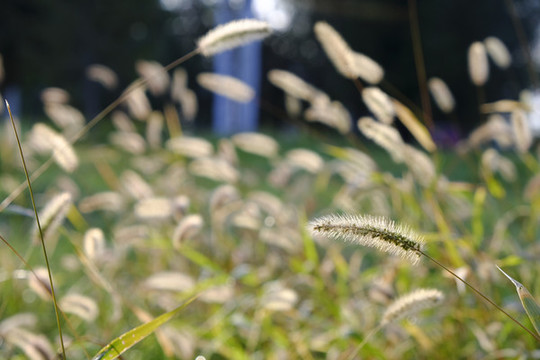 野草