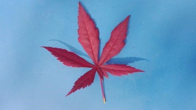 一枚紅葉