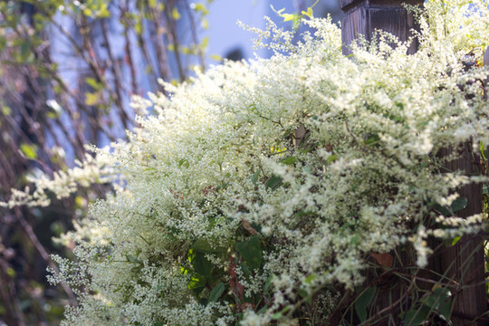 何首烏花