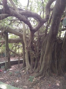 榕樹