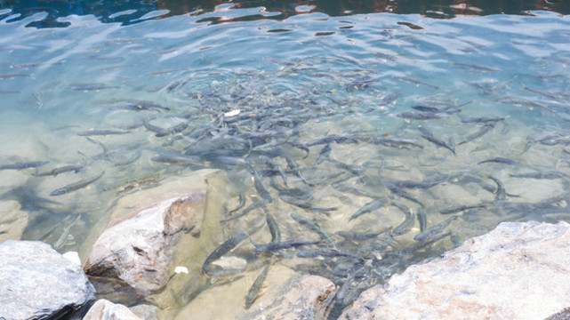 二郎劍景區(qū)魚兒