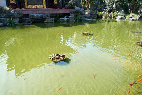 錦鯉魚池