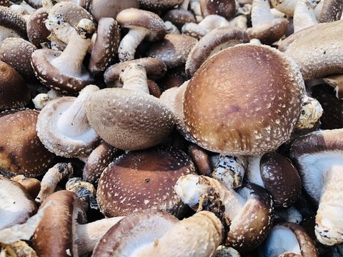 香菇種植