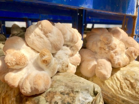 猴頭菇種植大棚