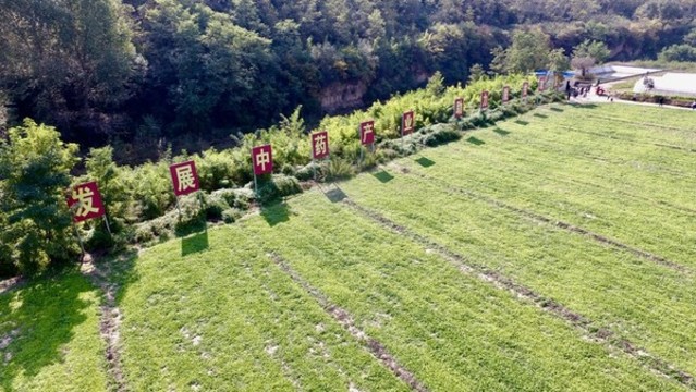 航拍中藥種植基地