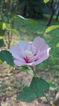 木槿花