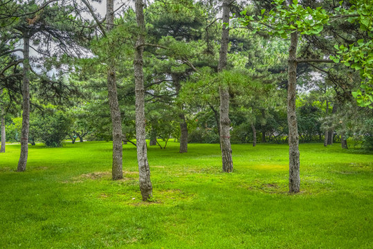樹林草地高清大圖