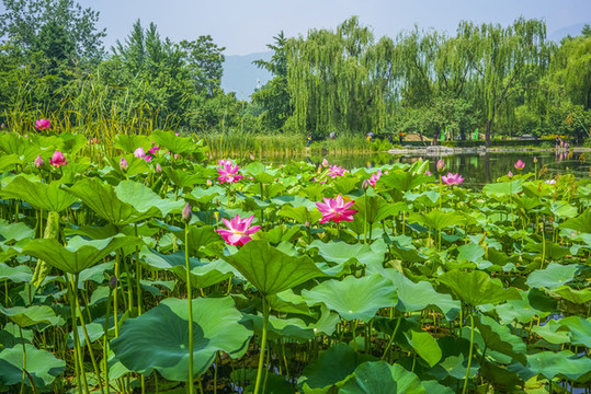 蓮花高清大圖