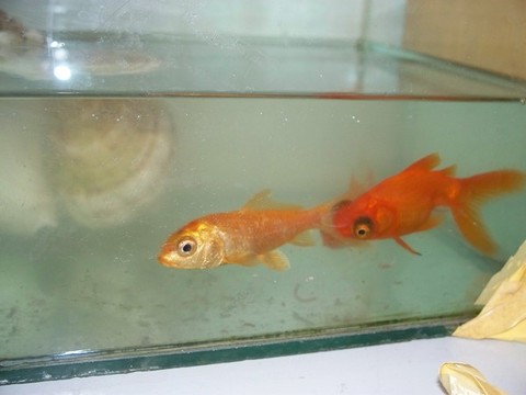 小金魚