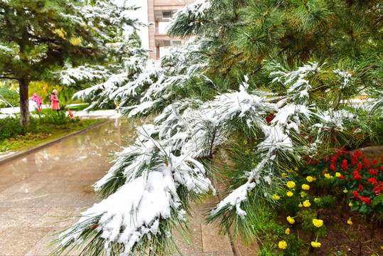 雪中松樹