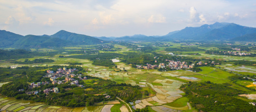 綠色田野