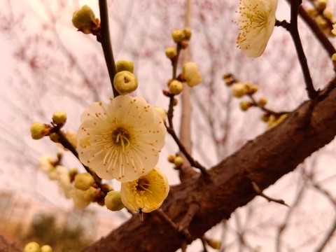 梅花