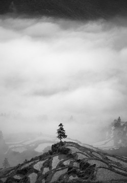 一棵樹