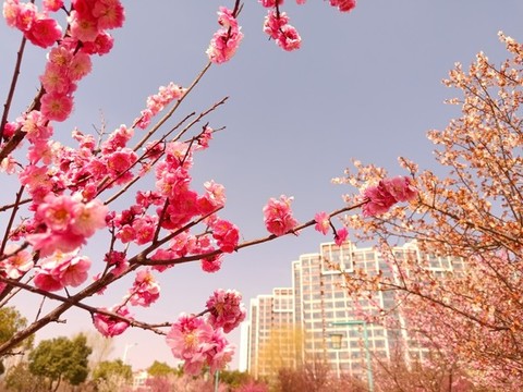 梅花