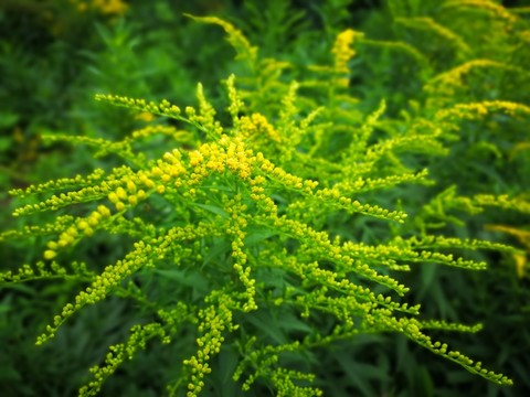 加拿大一枝黃花