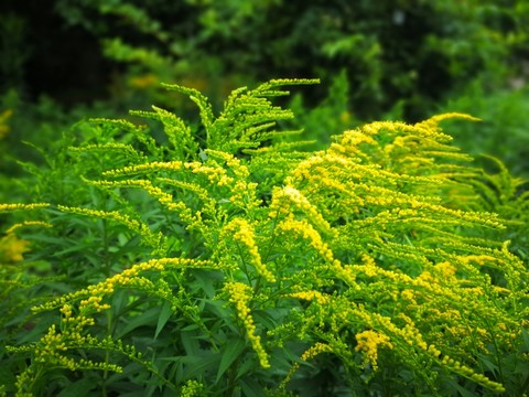 一枝黃花