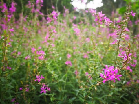 紫花千屈菜