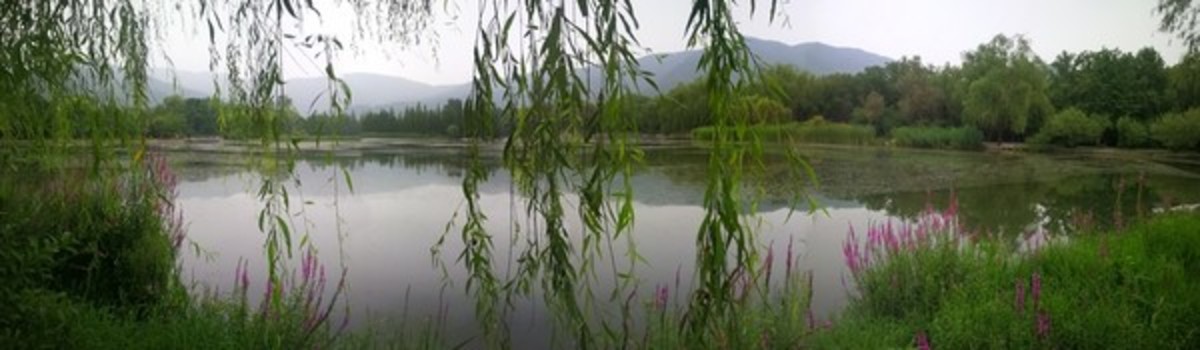 河柳依依