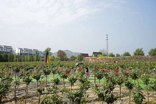 玫瑰園