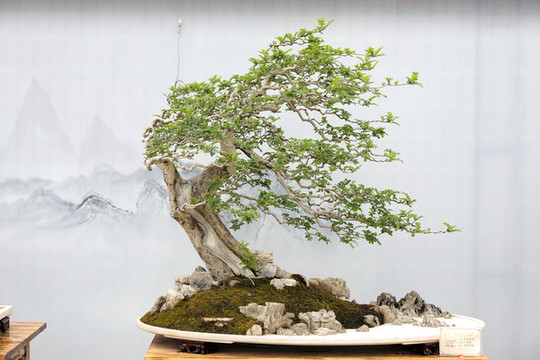 盆景