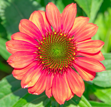 紫紅色的小菊花