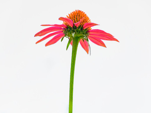 紫紅色的小菊花