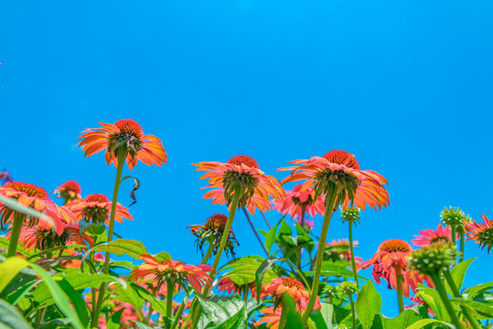 紫紅色的小菊花