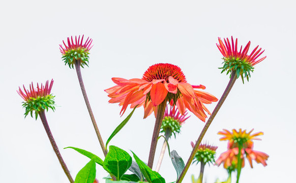 紫紅色的小菊花