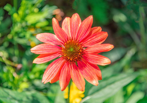 紫紅色的小菊花