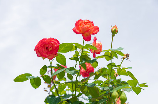 玫瑰花