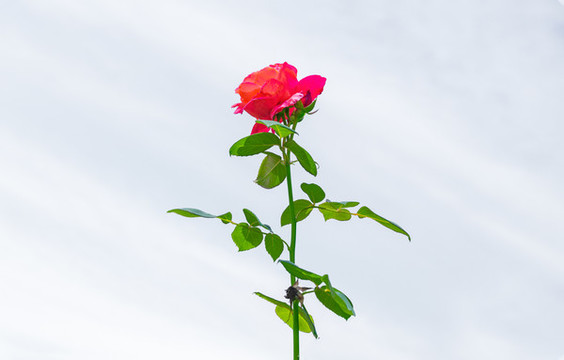 玫瑰花