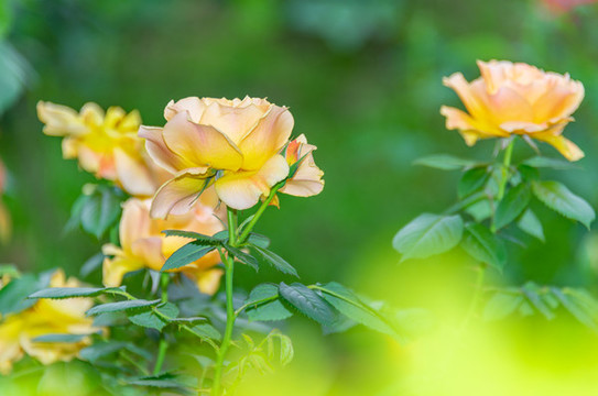 玫瑰花