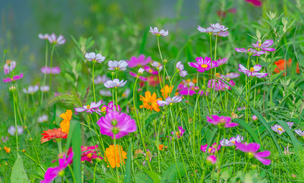 小菊花