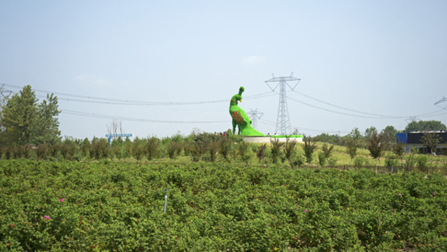 玫瑰園