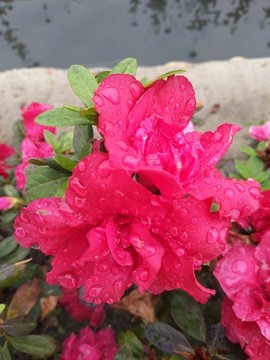 花朵