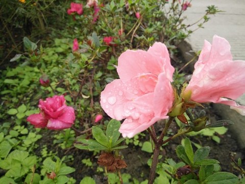 花朵