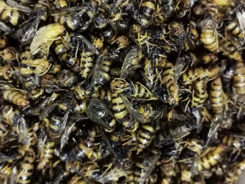 野生馬蜂