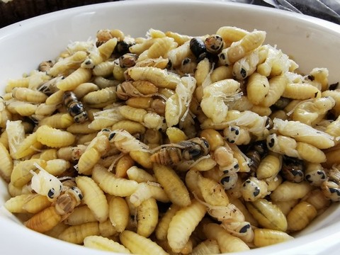 野生馬蜂