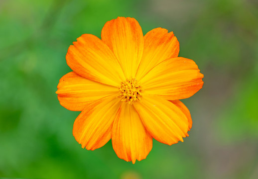 黃色小菊花特寫
