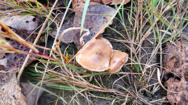野生蘑菇