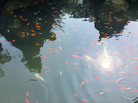 魚