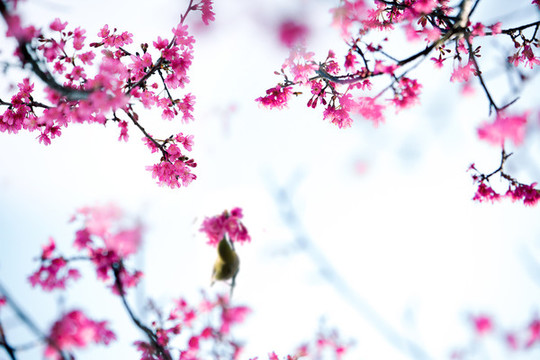中國紅櫻花